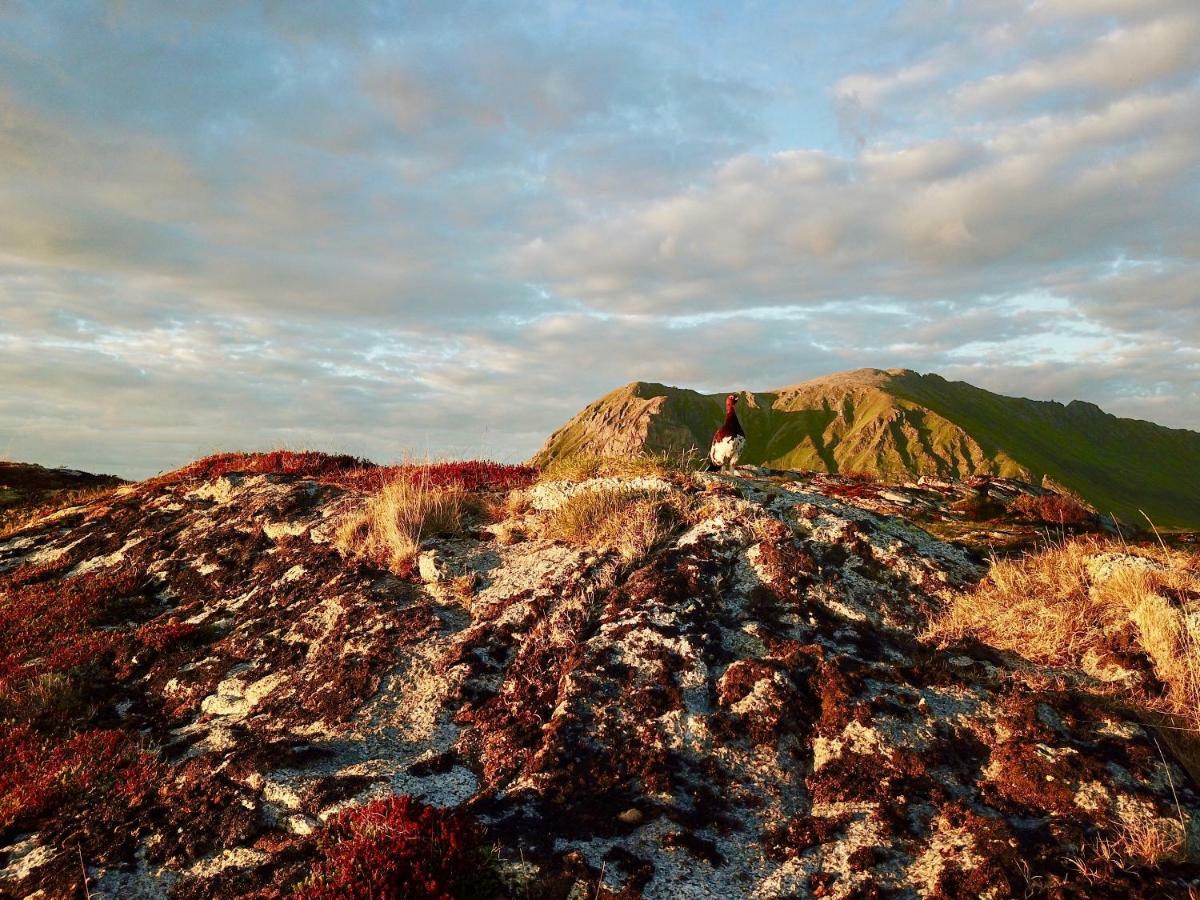 Lofoten Ocean View - Sandoy Gard ساند المظهر الخارجي الصورة